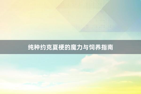 纯种约克夏梗的魔力与饲养指南
